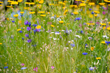 Summer meadow flowers during the day light.