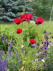 red poppy flowers