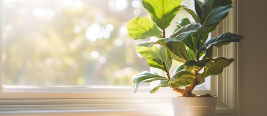 The fiddle leaf fig houseplant, placed in a pot near the window to soak up the bright, indirect light, would be considered beautiful, if not for the presence of a large yellowing leaf. 