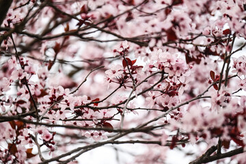 pink cherry blossom