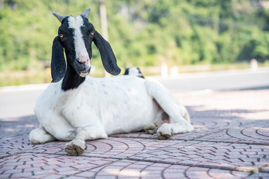 White and black goat sitting in the shade on a sidwalk with green trees in the background