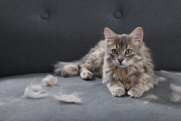 Cute cat and pet hair on grey sofa
