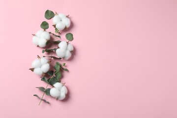 Cotton flowers and eucalyptus leaves on pink background, flat lay. Space for text