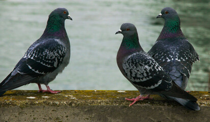 Flock of pigeons gather by the water's edge, creating a curious and intriguing sight