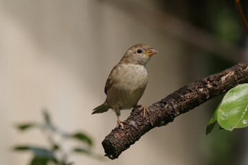 Moineau domestique (Passer domesticus)
Passer domesticus in its natural element
