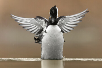 Male Hooded merganser flapping its wings in the water against a nice creamy background 