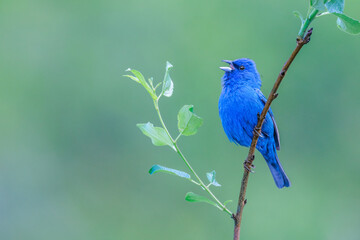Indigo bunting singing while perching on a thin branch against a green creamy background 