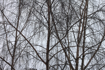 Beautiful birch trees in autumn - 738303266