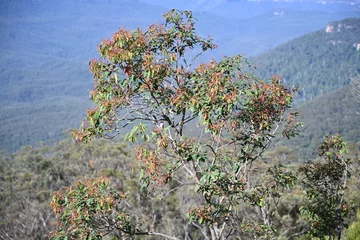 Photo sur Plexiglas Trois sœurs Jamison valley echo point, Blue Mountains. new south wales, Australia