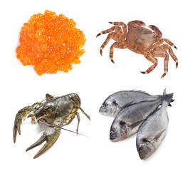 Dorado fish, crab, crayfish and red caviar isolated on white, set