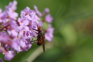 Rhingie champêtre (Rhingia campestris)
Rhingia campestris on an unidentified flower or plant
