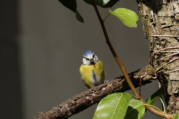 Mésange bleue (Cyanistes caeruleus)
Cyanistes caeruleus in its natural element

