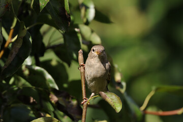 Moineau domestique (Passer domesticus)
Passer domesticus in its natural element
