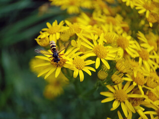 Fly on a flower