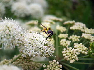 Fly on a flower