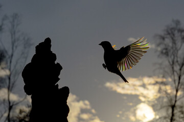 Bird flying in front of the sun with rainbow colors on its wings