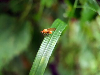 Fly on a flower