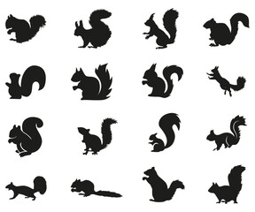 Fototapeta premium squirrel collection silhouette, mammal wildlife animal, vector illustration