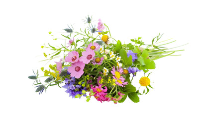 All kind of wild flowers on transparent background. Diverse colorful field flora.