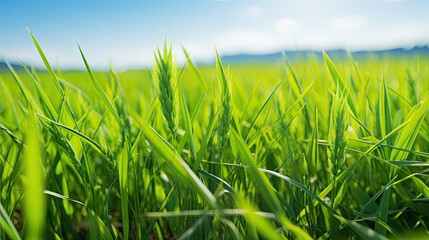 Obraz premium Scenic Close-up of Green Field Meadow with Growing Wheat Sprouts, Bathed in Sunlight Against a Blue Sky on a Sunny