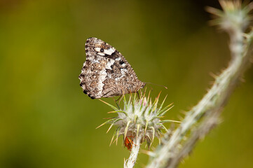 Butterfly on a thorn. Great Banded Grayling, Brintesia circe