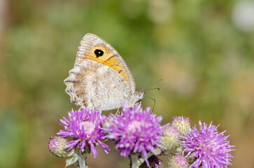 Butterfly on a purple flower. Lydian Tawny Rockbrown, Pseudochazara lydia