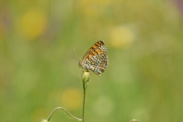 Butterfly on a plant bud. Glanville Fritillary, Melitaea cinxia