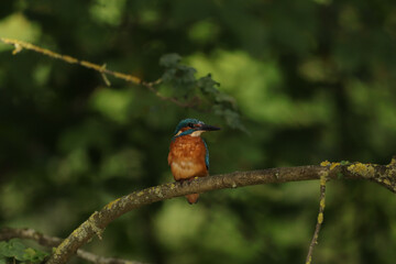 Martin-pêcheur d'Europe (Alcedo atthis)
Alcedo atthis in its natural element
