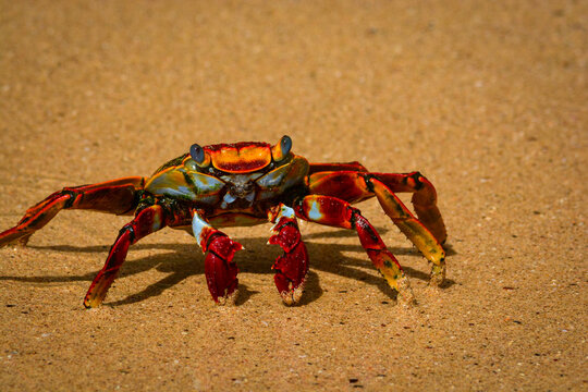 Aratu, Fernando de Noronha, Pernambuco - Brasil