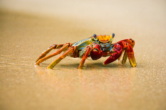 Aratu na areia, Fernando de Noronha, Pernambuco - Brasil