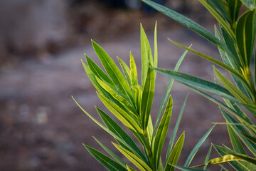 Freshly grown oleander leaves shining in sunlight after rain with impeccable details