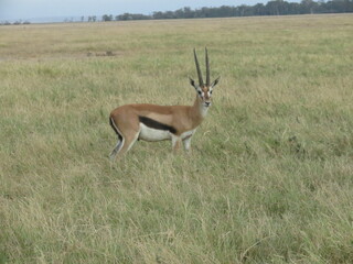 Naklejka na ściany i meble impala in the savannah national park Kenya
