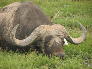 Obraz premium buffalo in lagoon