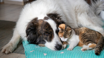 cute little dog and cat in bed