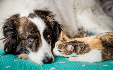 cute little dog and cat in bed