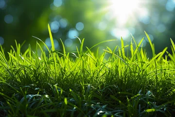 Foto op Canvas Close-up of a Green grass background with bright sun light. Low angle photo © Falk