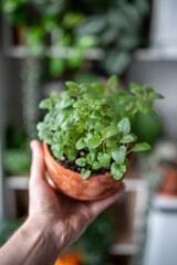 Hand holding young seedlings of lemon balm plant in terracotta pot closeup at home. Growing...