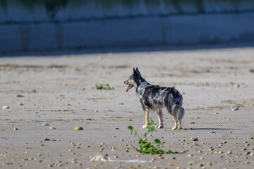 Buitre leonado en la Sierra de Guadarrama en Madrid