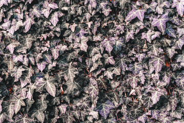 Lush Green Ivy Texture Background, Wall of Hedera Helix