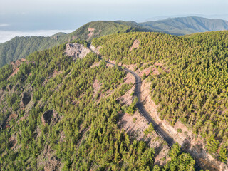 Aerial view of a road passing through a pine tree forest