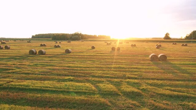 Calm idyllic picturesque summer landscape countryside at sunset on summer evening. Flying at sun over agricultural field after harvesting with hay rolls to rural road and cornfield. Sun rays shine