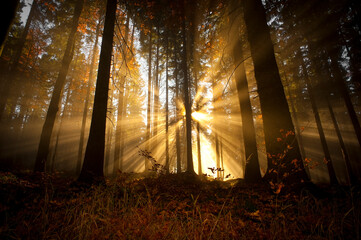 sun beams in an autumn morning forest - 738334697