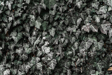 Lush Green Ivy Texture Background, Wall of Hedera Helix