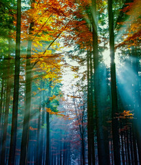 sun beams in an autumn morning wood