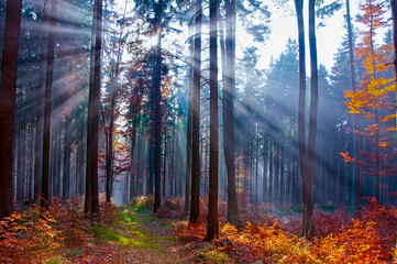 sun beams in an autumn forest