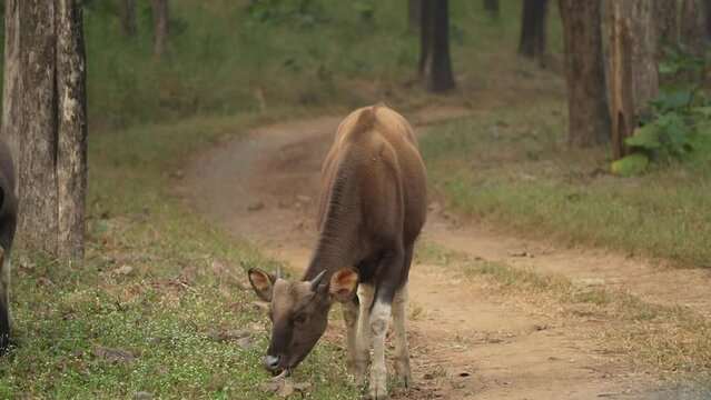 Gaur Collection