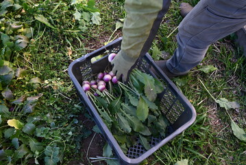 Harvesting Little turnip. A little turnip is an attractive vegetable that is used in salads and...