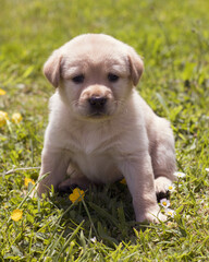 chiot labrador assis dans l'herbe