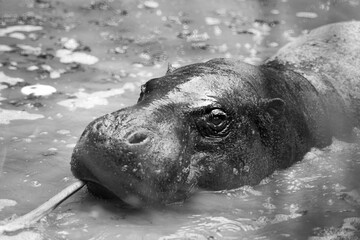 hippopotame nain