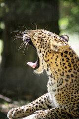 guepard qui baille